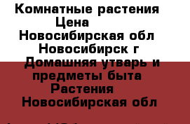 Комнатные растения › Цена ­ 100 - Новосибирская обл., Новосибирск г. Домашняя утварь и предметы быта » Растения   . Новосибирская обл.